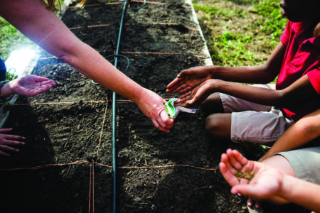 Seed Sales Surge Image